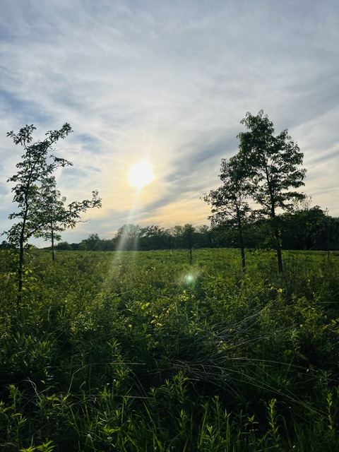 Formed by Voices: Wisdom and Folly in Proverbs&nbsp;1
